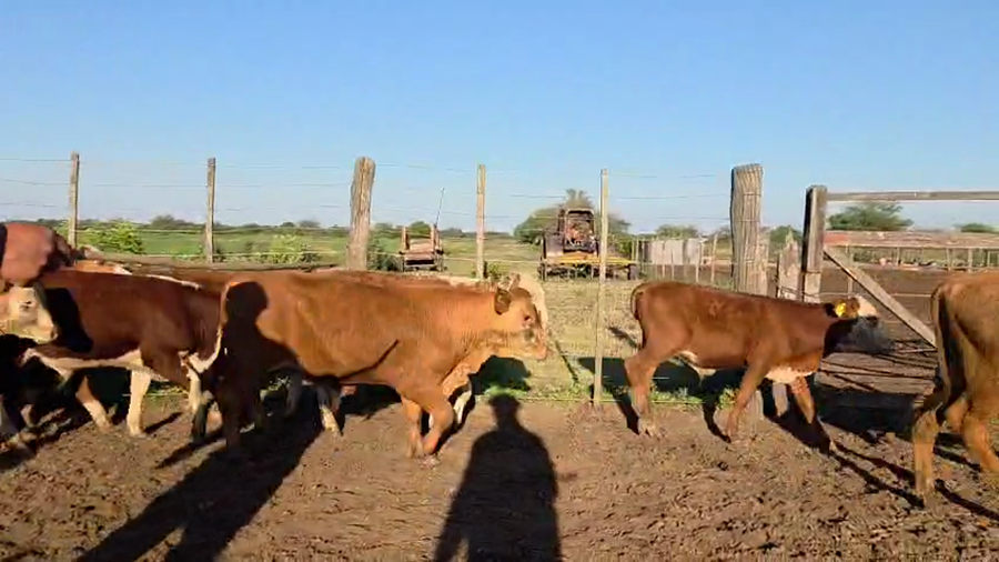 Lote 50 Terneros/as Braford en Curupayti, Santa Fe