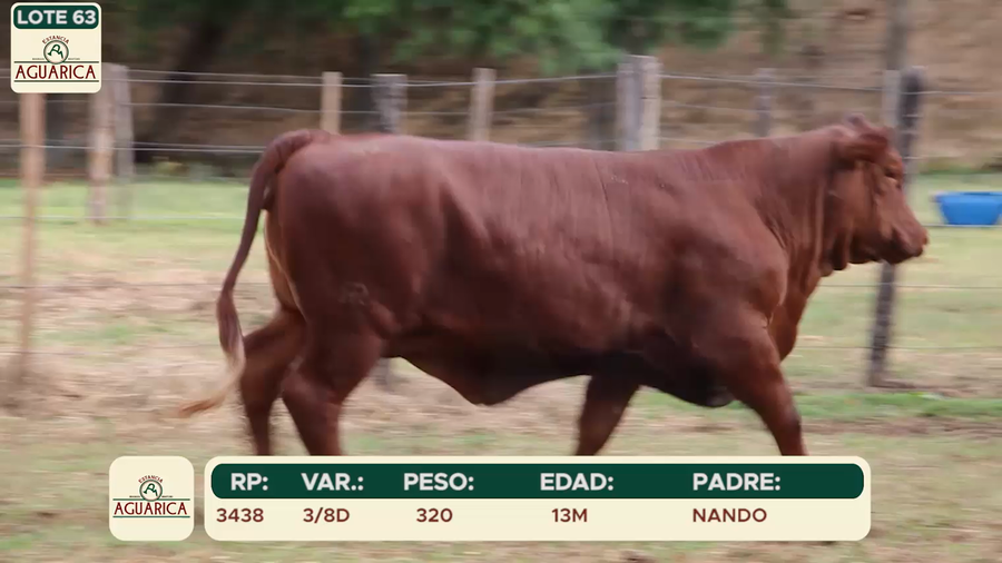 Lote LOTE 63