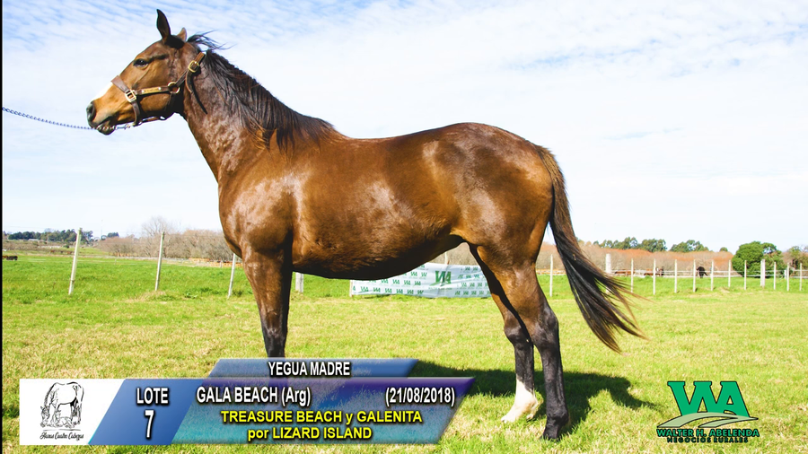 Lote GALA BEACH (Arg)