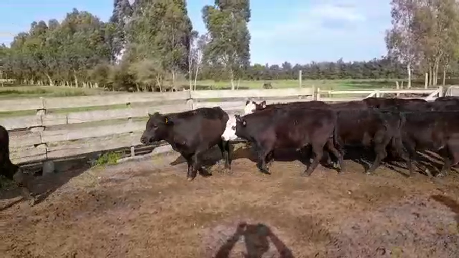 Lote (Vendido)15 Novillos ANGUS/ HEREFORD a remate en PANTALLA FEDERICO GARLAND 320kg -  en SANTA ROSA