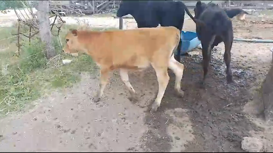 Lote 4 Terneros y Terneras Cr Aa a remate en Pantalla Camy en Jesus Maria