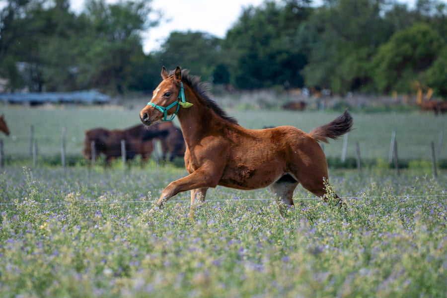 Lote DON ERCOLE RANCHERA