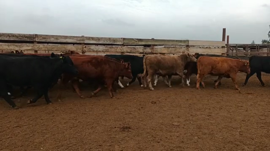 Lote 20 Vaquilla Gorda en Los Ángeles, VIII Región Biobío