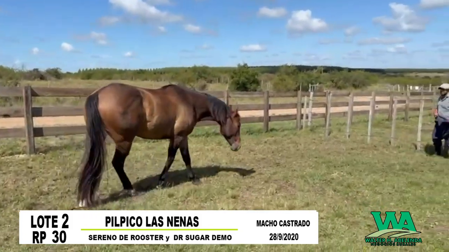 Lote PILPICO LAS NENAS