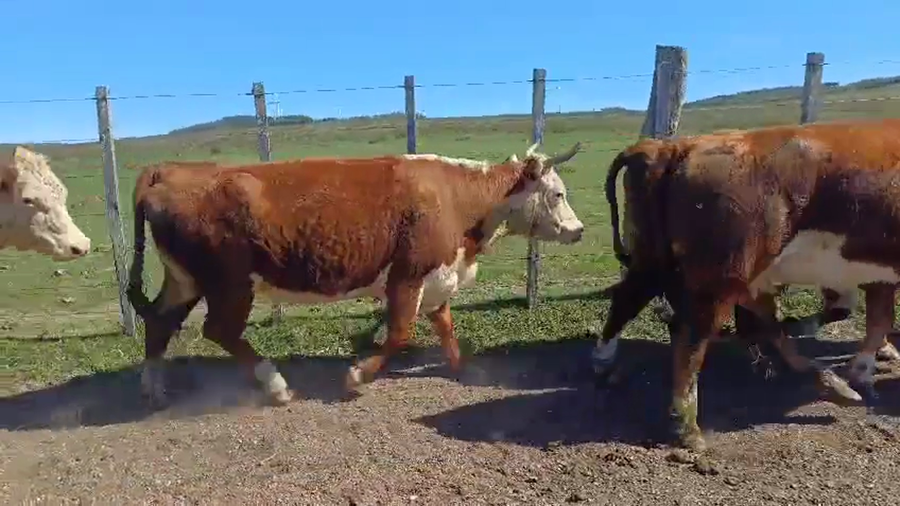 Lote 15 Vaca a remate en Pantalla Camy, Rocha