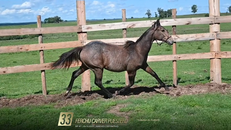 Lote Yeguarizos a remate en 6° Remate Especial de Velocidad, Montevideo