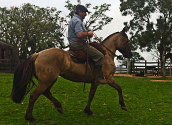 Lote El entrevero caprichosa 482