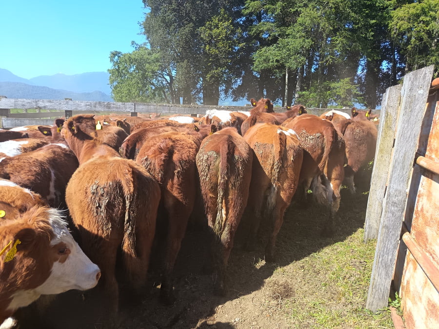 Lote 50 Vaquilla Engorda en Futrono, XIV Región Los Ríos