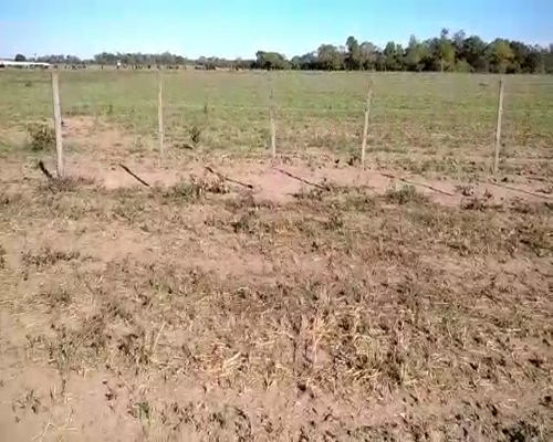 Lote 75 Terneras en El Colorado, Formosa