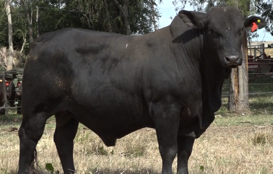 Lote TOROS(CORRAL 16)BRANGUS "CABAÑA DON CARLIN"