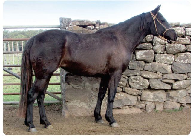 Lote Nubecita Gaitera