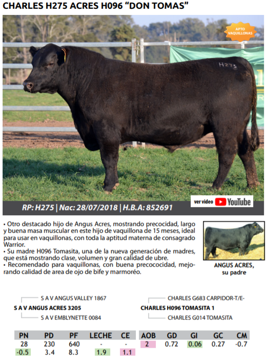 Lote TOROS PEDRIGREE