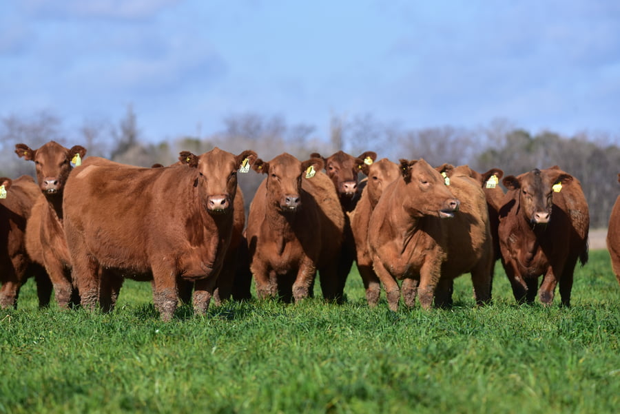 Lote VAQUILLONAS PC COLORADAS