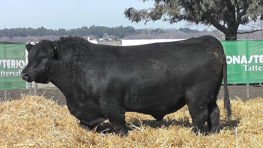 Lote TOROS PUROS POR CRUZA