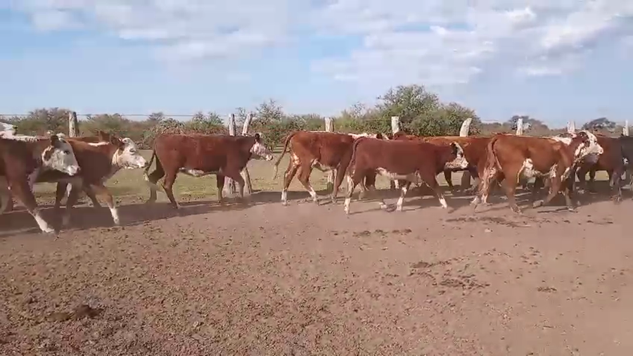 Lote 110 Terneras a término en Corrientes, Curuzu Cuatia