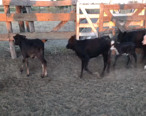 Lote 40 Vacas medio uso en Tres Isletas, Chaco