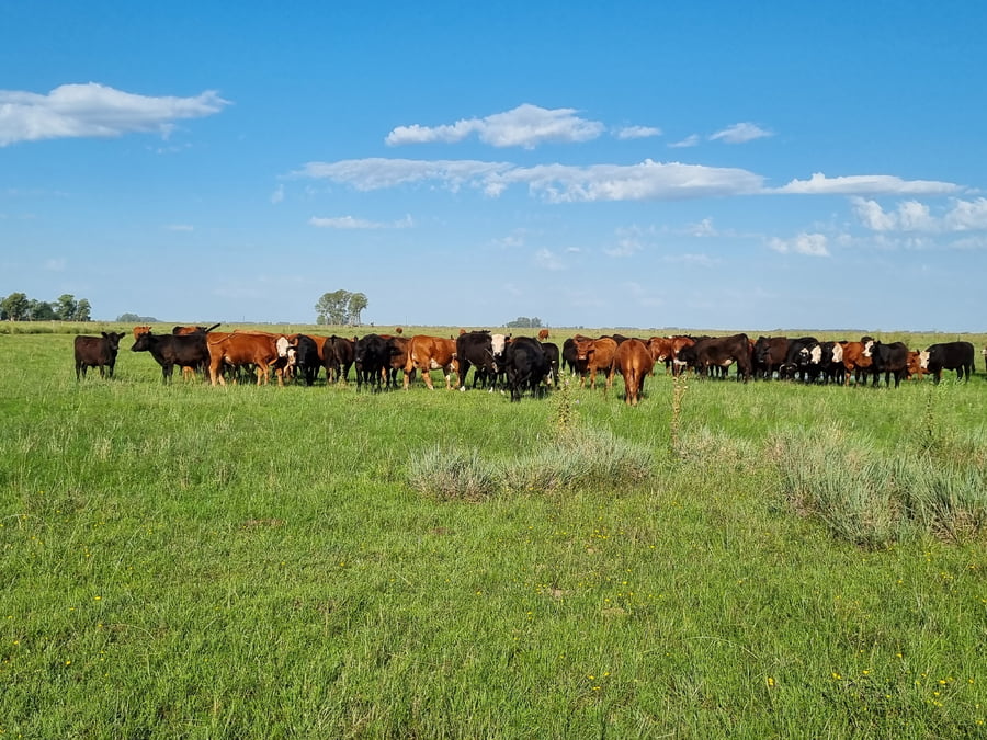 Lote 104 Novillitos y vaquillonas en Buenos Aires, Tapalqué