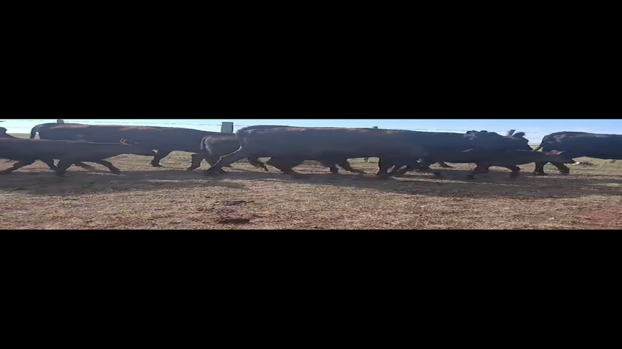 Lote PIEZAS DE CRÍA