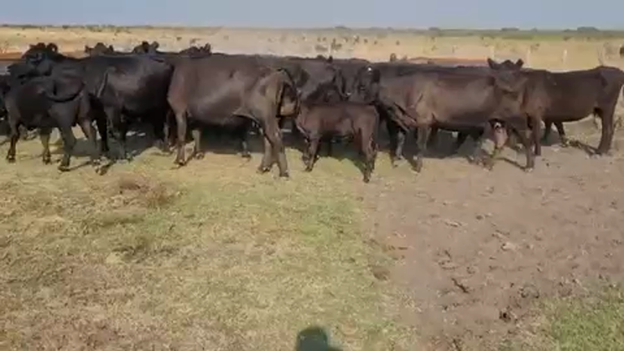 Lote 20 Vacas CUT con cría en Villaguay, Entre Ríos