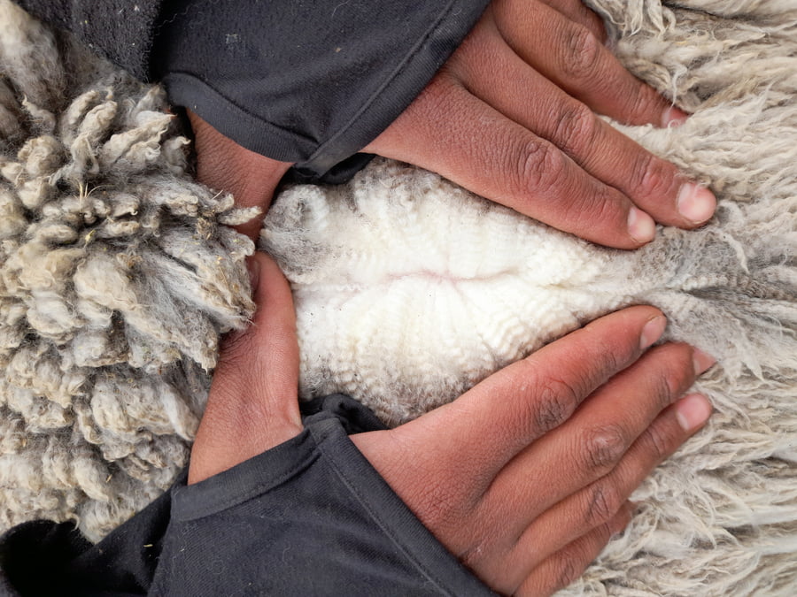 Lote Carnero TOP, 21-1441