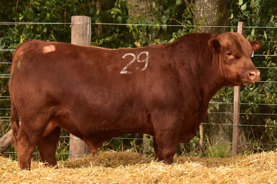 Lote TOROS ANGUS PC