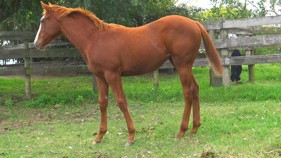 Lote PITANGUEIRAS