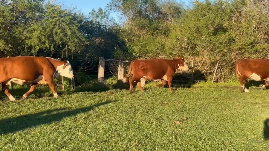 Lote 35 Vaca Consumo en Corrientes, Curuzú-Cuatiá
