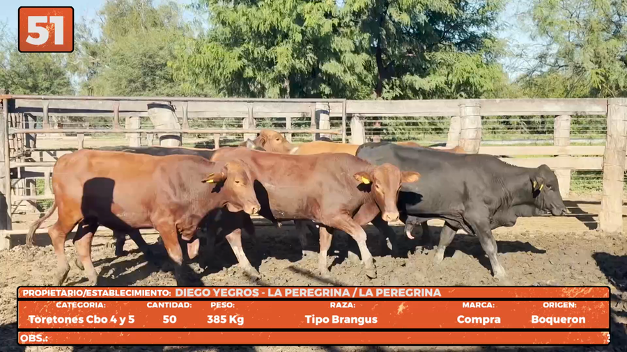 Lote LOTE 51