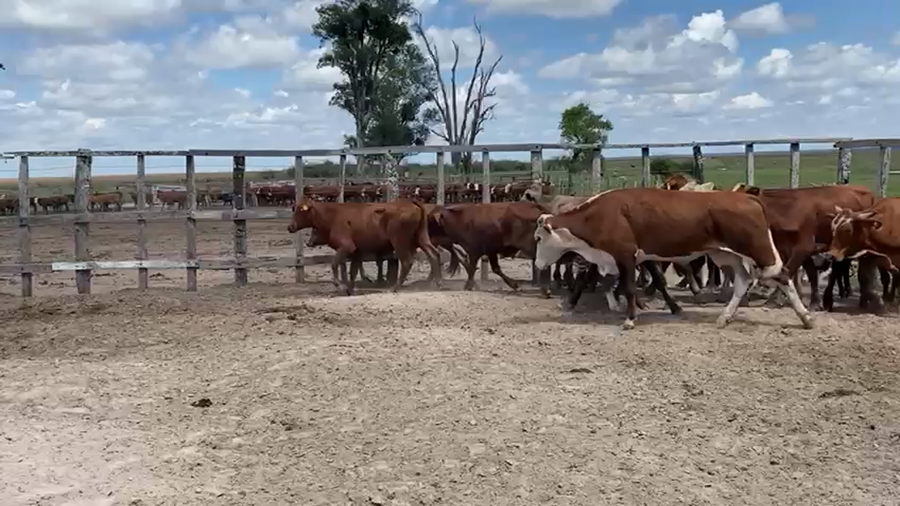Lote 16 Novillitos