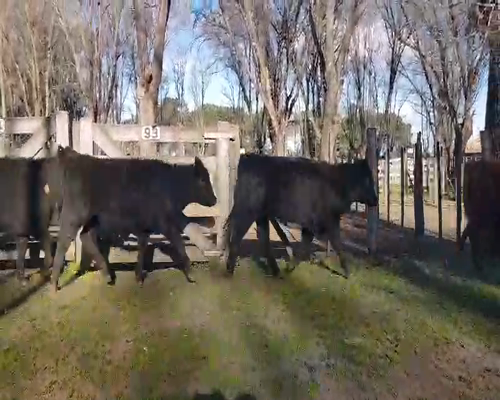 Lote 35 Terneras en Gral. Lamadrid, Buenos Aires