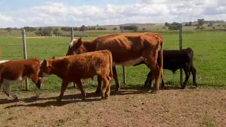 Lote 36 Piezas de cría con terneros machos