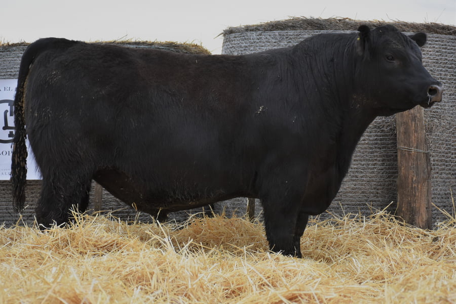 Lote TOROS PC