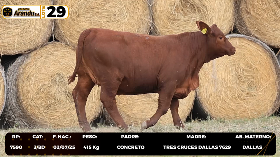 Lote LOTE 29