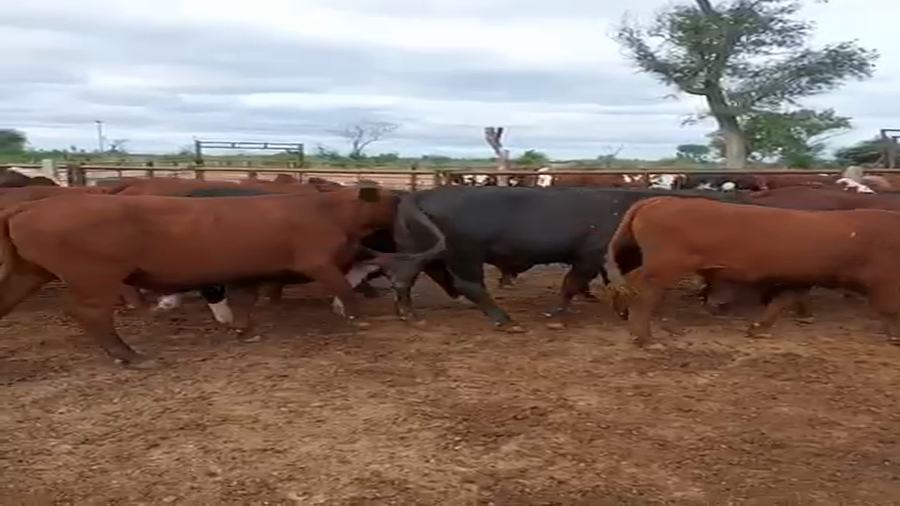 Lote 64 Novillos en Villa R. Bermejito, Chaco