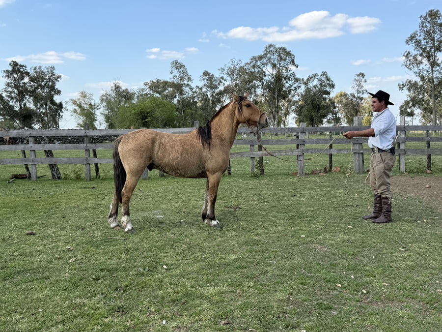 Lote Macho gatiado manso