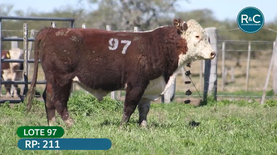 Lote Hereford