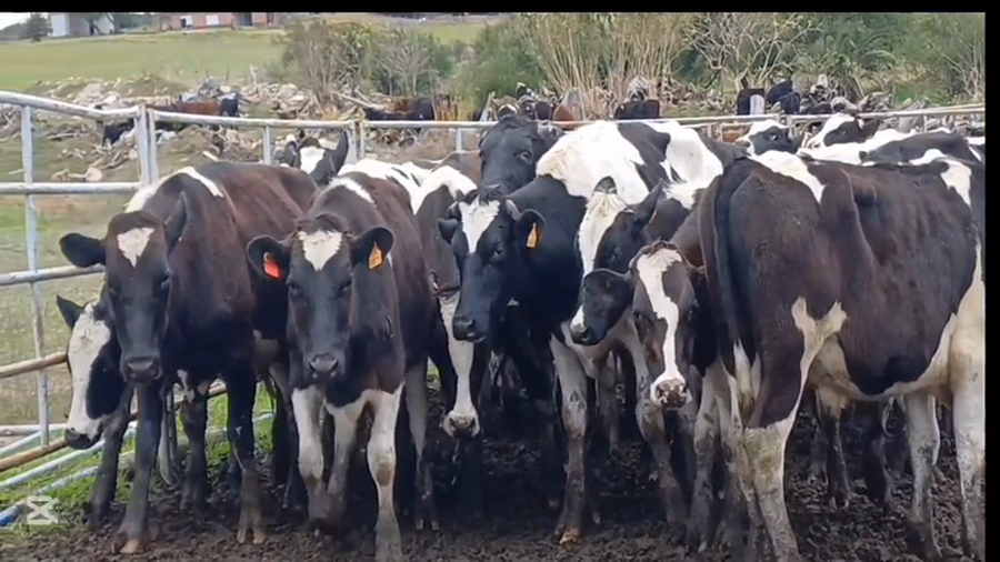 Lote NOVILLOS HOLANDO