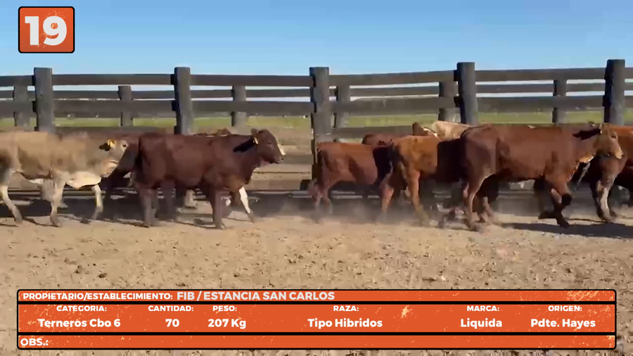 Lote LOTE 19