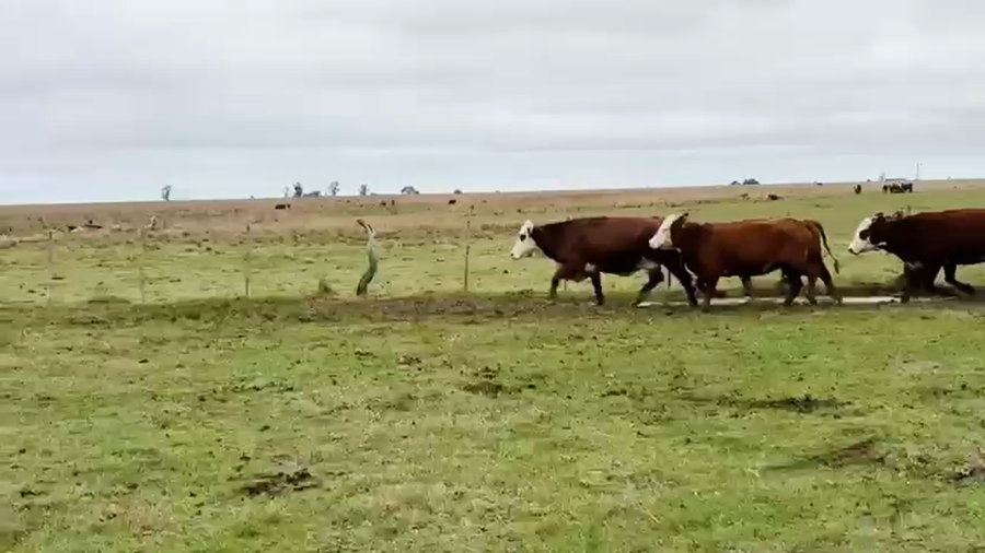 Lote 100 Vacas nuevas C/ gtia de preñez