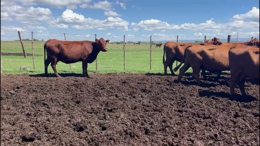 Lote 33 Vacas Preñadas c/Gtia