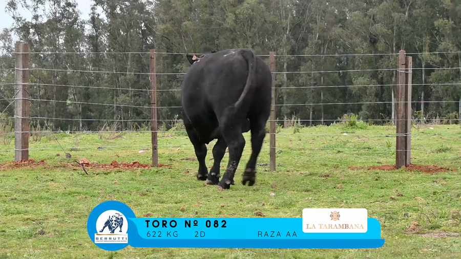 Lote TOROS