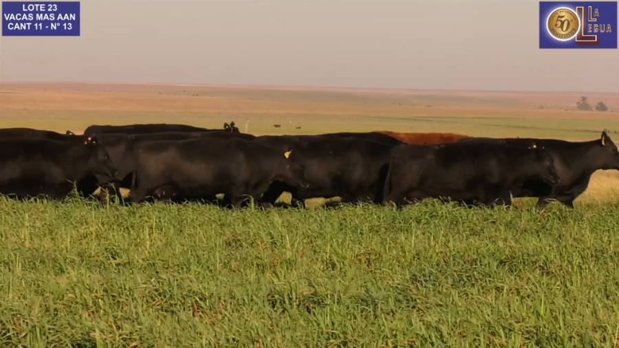 Lote VACAS  ANGUS NEGRAS MAS  C/ GTIA DE PREÑEZ