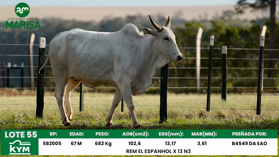 Lote Lote 55