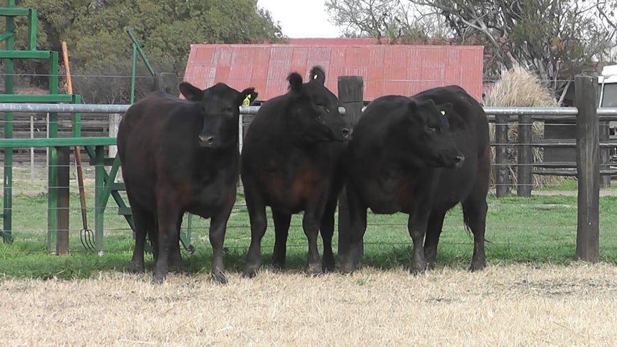 Lote VAQ. ANGUS PC PARICION PRIMAVERA