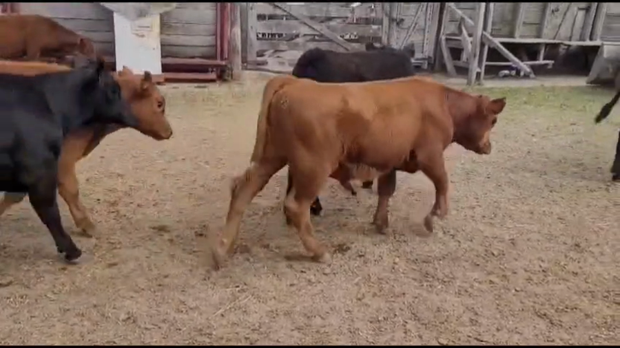 Lote 115 Terneros