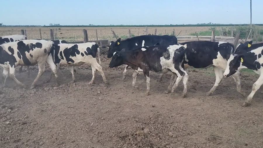 Lote 36 Novillitos Holando Argentino en Porteña, Córdoba