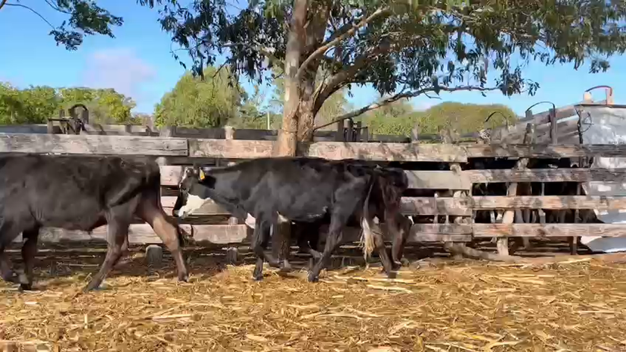 Lote TERNEROS Y TERNERAS