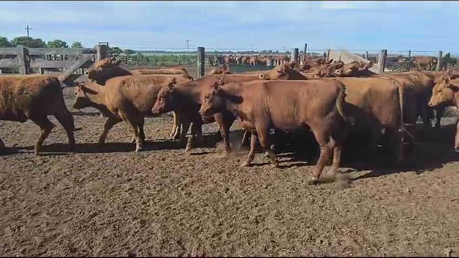 Lote 65 Vaquillonas en Coronel Suarez