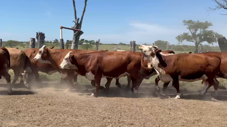 Lote 70 Vacas de invernar en Corrientes, Curuzu Cuatia