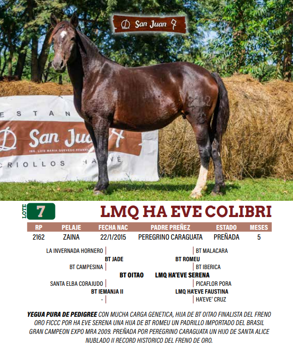 Lote LOTE 7